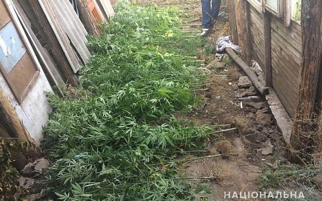 В Доманевском районе у местного жителя нашли 70 кустов конопли Фото № 1 В Доманевском районе у местного жителя нашли 70 кустов конопли Фото № 1