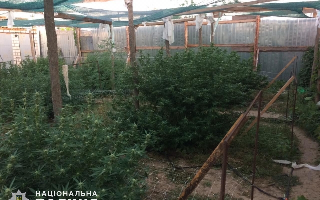 В Николаеве местные жители в своих домах обустроители профессиональные теплицы по выращиванию конопли Фото № 2 В Николаеве местные жители в своих домах обустроители профессиональные теплицы по выращиванию конопли Фото № 2