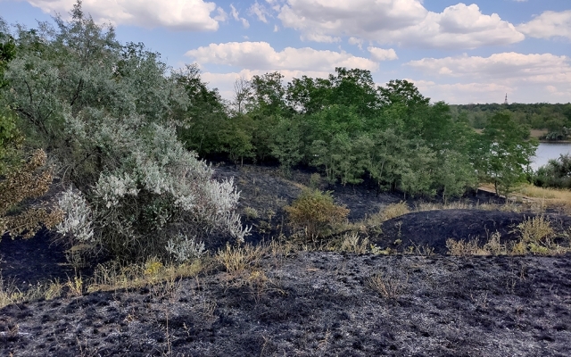 В лесу на Николаевщине выгорело 0,9 га лиственной подстилки - кто-то В лесу на Николаевщине выгорело 0,9 га лиственной подстилки - кто-то