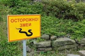 В Очакове на Николаевщине к женщине в дом заползла змея, но она не растерялась Фото № 0 В Очакове на Николаевщине к женщине в дом заползла змея, но она не растерялась Фото № 0