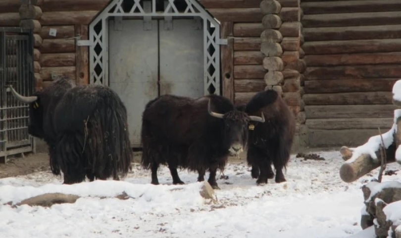 В Николаевском зоопарке спасают животных от мороза Фото № 0 В Николаевском зоопарке спасают животных от мороза Фото № 0