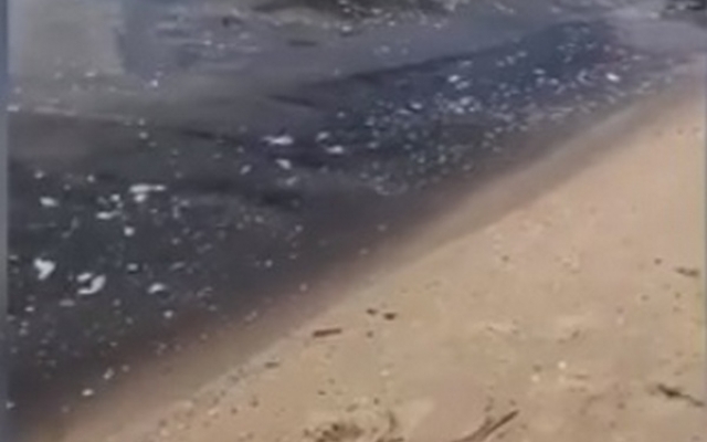 На центральном пляже Очакова сегодня купаться невозможно: воду покрывает маслянистая пленка Фото № 0 На центральном пляже Очакова сегодня купаться невозможно: воду покрывает маслянистая пленка Фото № 0