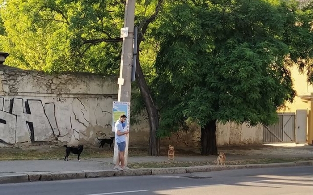 В Николаеве бездомные собаки бросаются и на людей, и на автомобили Фото № 0 В Николаеве бездомные собаки бросаются и на людей, и на автомобили Фото № 0