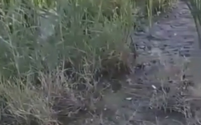 В сквере на Пограничной утечка воды стала причиной образования водоема с камышами и болотистым илом Фото № 0 В сквере на Пограничной утечка воды стала причиной образования водоема с камышами и болотистым илом Фото № 0