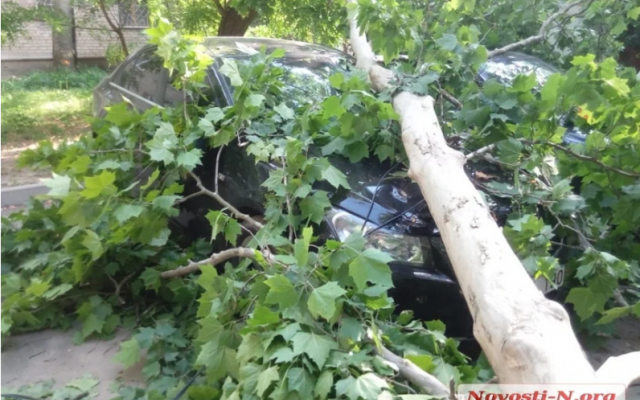 Два помятых авто и оборванный провод – во дворе николаевской многоэтажки рухнул платан Фото № 0 Два помятых авто и оборванный провод – во дворе николаевской многоэтажки рухнул платан Фото № 0