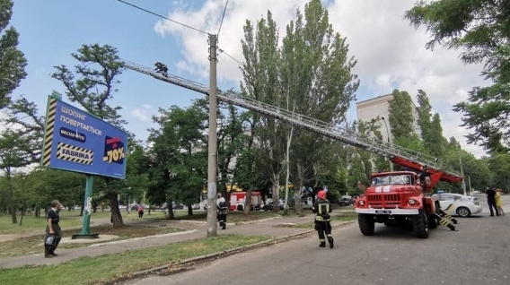 Сегодня в Николаеве перекрыли улицу Чкалова из-за... кота Фото № 0 Сегодня в Николаеве перекрыли улицу Чкалова из-за... кота Фото № 0