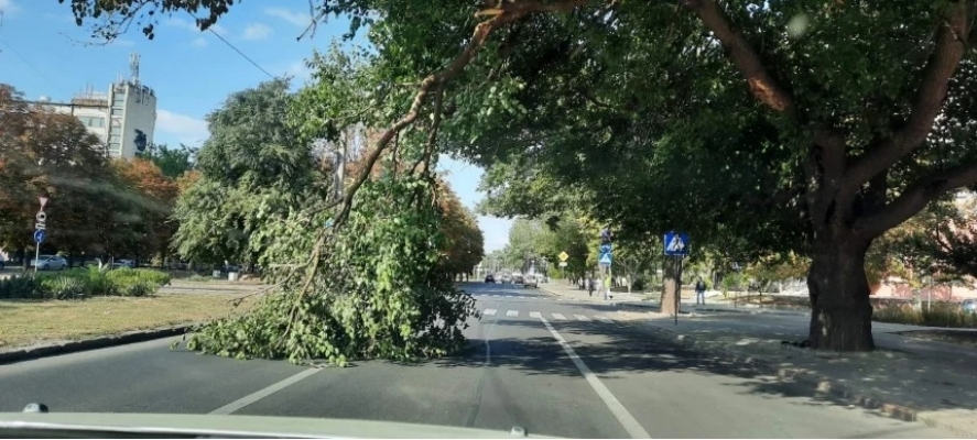 В Николаеве на садовой на проезжую часть упала часть дерева Фото № 0 В Николаеве на садовой на проезжую часть упала часть дерева Фото № 0