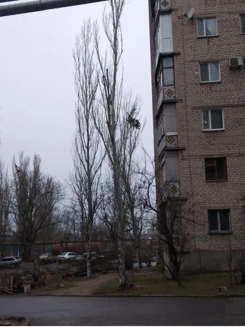В Николаеве елки выкидывают из окон многоэтажек Фото № 1 В Николаеве елки выкидывают из окон многоэтажек Фото № 1