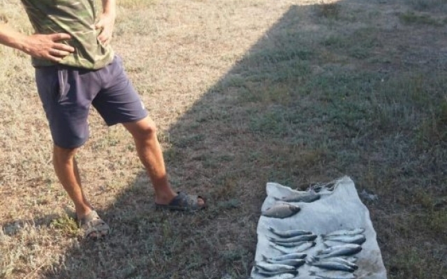 В Николаевской области браконьеры незаконно выловили более 100 килограмм рыбы Фото № 2 В Николаевской области браконьеры незаконно выловили более 100 килограмм рыбы Фото № 2