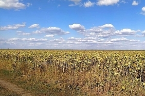 В Вознесенском районе на захваченной земле вырастили урожай овса Фото № 0 В Вознесенском районе на захваченной земле вырастили урожай овса Фото № 0