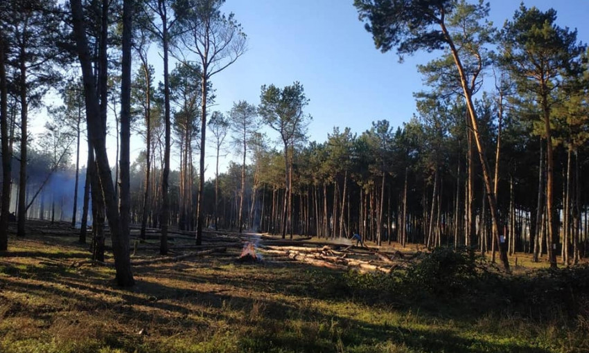 В Витовском районе массово вырубили около 300 сосен