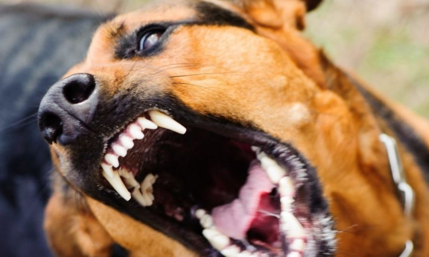 В Николаевской области бешеная собака набросилась на троих людей (ВИДЕО)