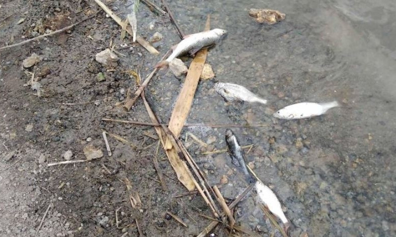 На Николаевщине снова гибнет рыба