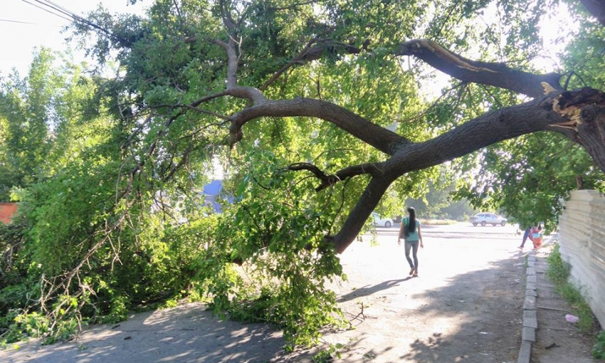 Сломанное дерево на улице Колодезной перегородило дорогу для движения