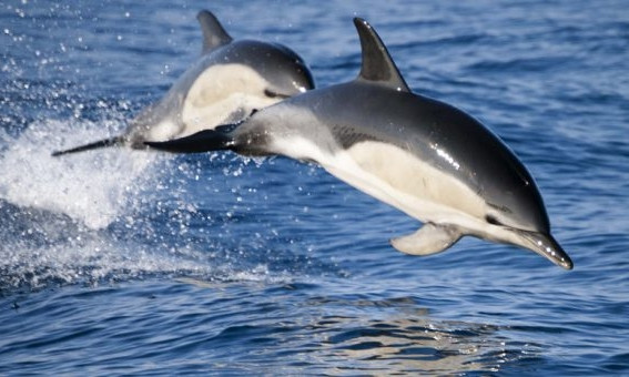 На Николаевщине спасли заблудившегося дельфина