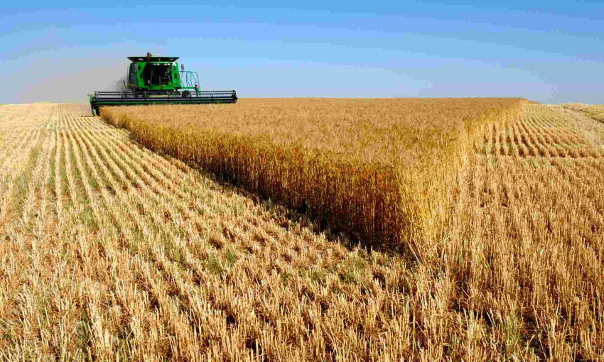 На Николаевских полях засеяли новые сорта пшеницы и ячменя