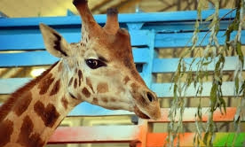 В период зимнего локдауна Николаевский зоопарк можно посетить онлайн