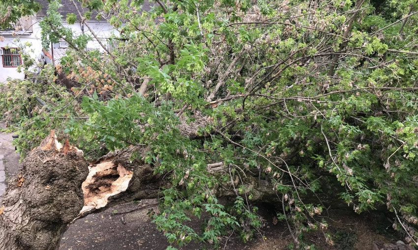 Из-за непогоды были повалены деревья в Николаеве и Николаевской области
