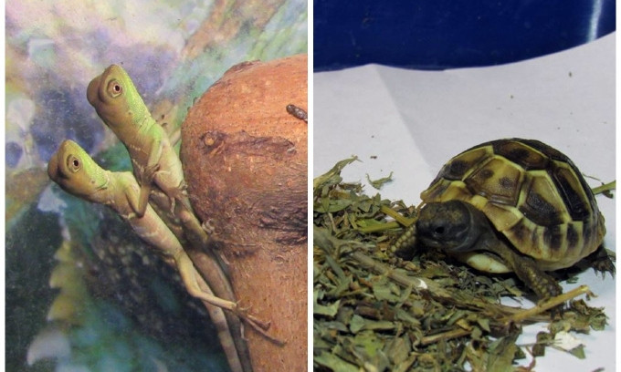 В Николаевском зоопарке похвастались пополнением – прибавилось ящериц и черепах