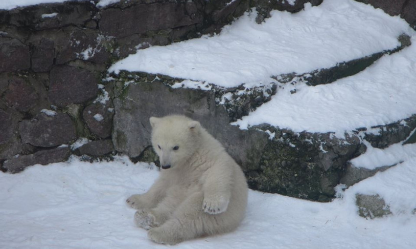 Спешите видеть: выпавшему мартовскому снегу особенно рад маленький белый медвежонок