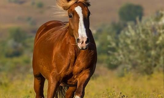 Лошадей, угнанных в Терновке, нашли в тридцати километрах от города