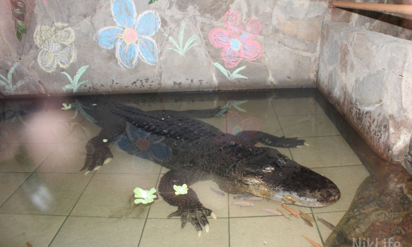 Николаевского «крокодила-юбиляра» Васю вписали в Книгу рекордов Украины