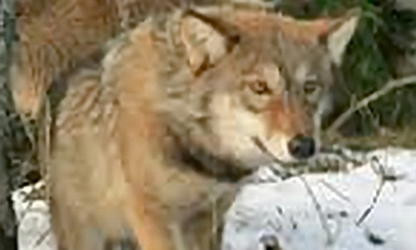 В первый день весны в Николаевском зоопарке пополнение - сюда прибыл степной волк с Кинбурнской косы