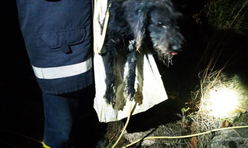 В Николаеве спасатели достали собаку из 20 метрового колодца