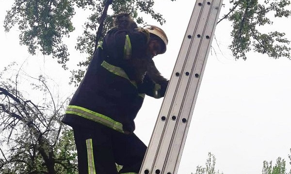 В Николаеве спасатели помогли серенькому Персику спуститься с дерева