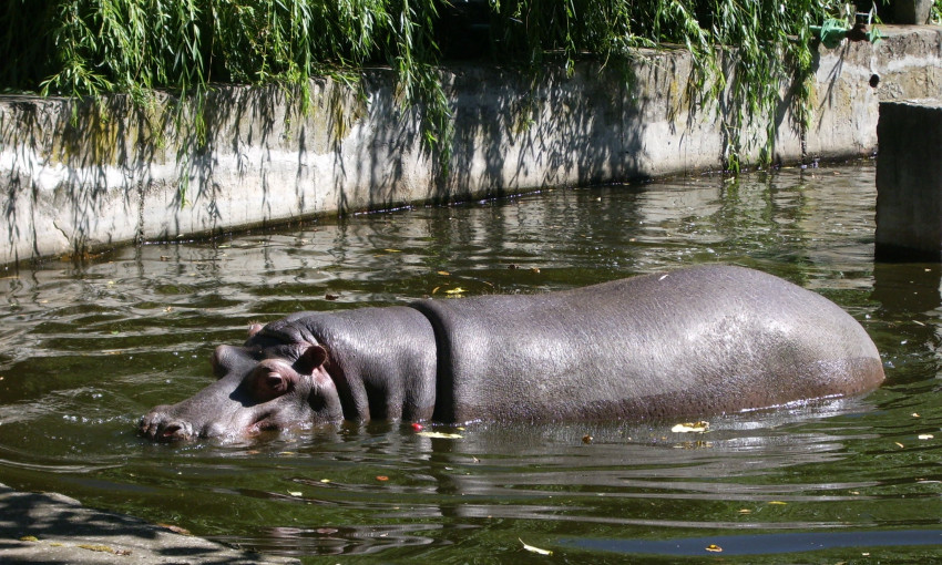 Николаевский зоопарк показал «водные забавы» своих питомцев