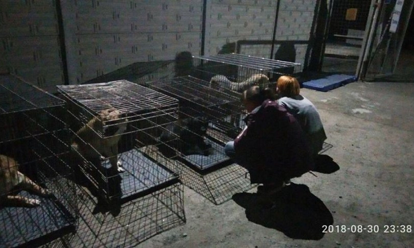 На николаевском КП «Центр защиты животных» больше нет собак — всех их забрали волонтеры