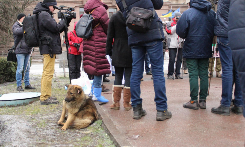 Жители Николаева выступили в защиту бездомных собак