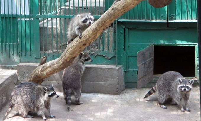 Семья енотов из Николаевского зоопарка позабавила сеть своей неугомонностью и весельем
