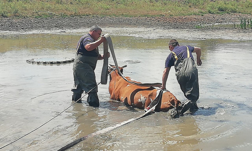 Во Врадиевском районе спасатели вытащили корову, застрявшую в заилистого пруда