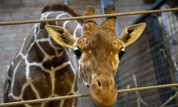 В Николаевском зоопарке могут появится три жирафа