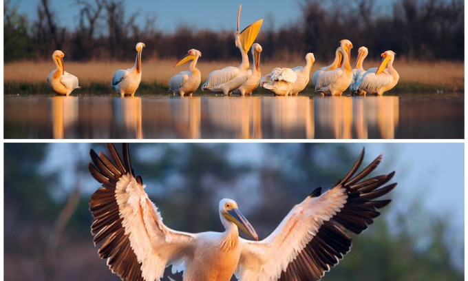 В национальный парк «Белобережье Святослава» на Николаевщине прилетели первые пеликаны