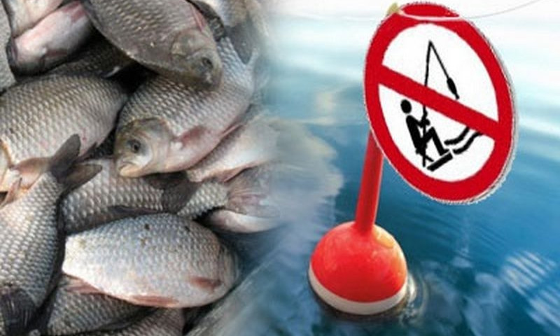 В Южном Буге могут запретить вылов рыбы