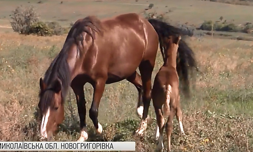 На Николаевщине волонтеры открыли реабилитационный центр для лошадей, которых хотели отправить на бойню