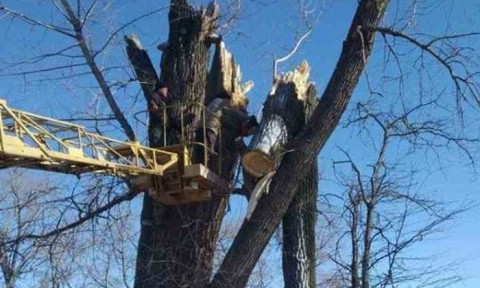 В Корабельном районе Николаева убрали 19 деревьев, поваленных во время непогоды