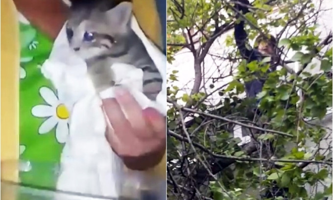В сети набирают популярности ролики спасения николаевских котят
