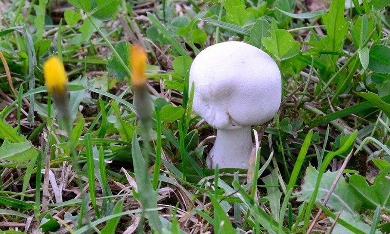 В Николаевской области дети отравились найденными грибами