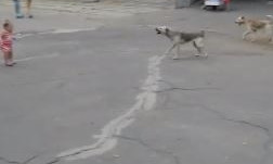 В Николаеве стая агрессивных собак атакует детей 