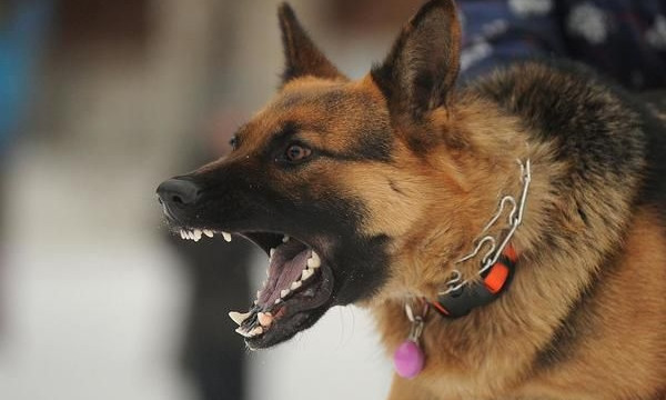 Николаевский горсовет заплатит 60 тысяч гривен жительнице города, пострадавшей от бездомной собаки