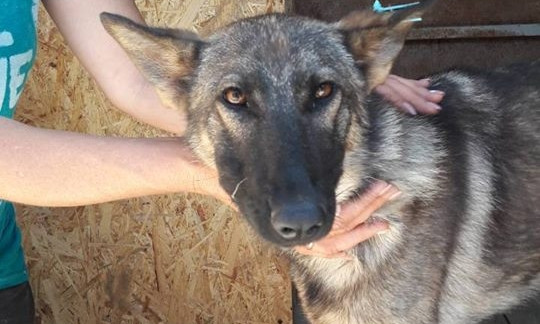 Николаевский «Центр защиты животных» возобновляет отлов бездомных собак