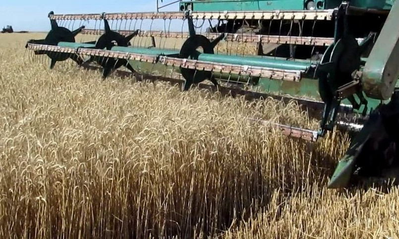 На Николаевщине на 4% уменьшилось количество собранных зерновых культур
