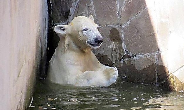 Николаевский зоопарк пожертвует белым медвежонком ради слонов и жирафов