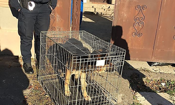 «Центр защиты животных» отобрал собак у николаевца, морившего животных голодом