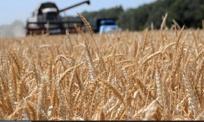 В Николаевской области завершили уборку зерновых