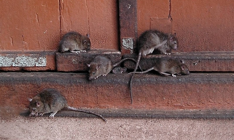 «Они стали полноценными соседями», – дом в Корабельном районе заполонили крысы