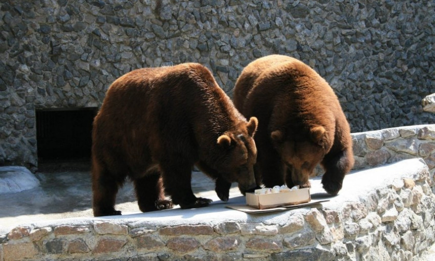 В жаркую погоду медведи в Николаевском зоопарке лакомятся мороженным и свежими фруктами